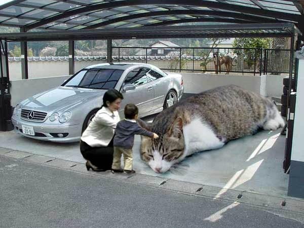 Cat_In_Parking.jpg