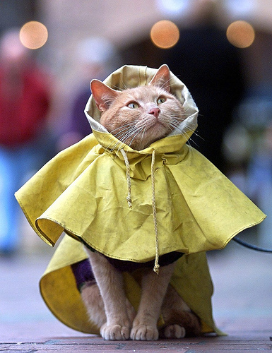 Cat_Raincoat.jpg